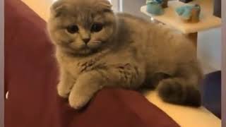 Scottish Fold Yavru Kedi