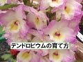 デンドロビウムの育て方