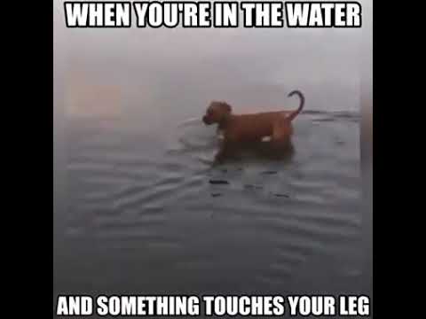 Stop Walking On Water Dog You Are Not Jesus You Didn T Even