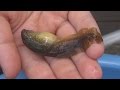 巨大おたまじゃくしを捕獲　Giant tadpole