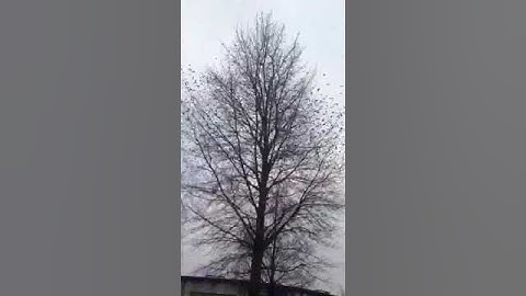 Vroege Vogels - Boom vol spreeuwen