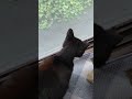 行ってらっしゃい❕️コモモちゃん❕️6月5日金曜日❕️#80smusic #oldies #music #nostalgia #cat