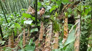 Harvest bamboo shoots at the end of the season and take care of the bamboo shoot garden