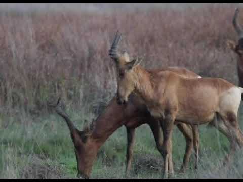 Hartebeest sounds