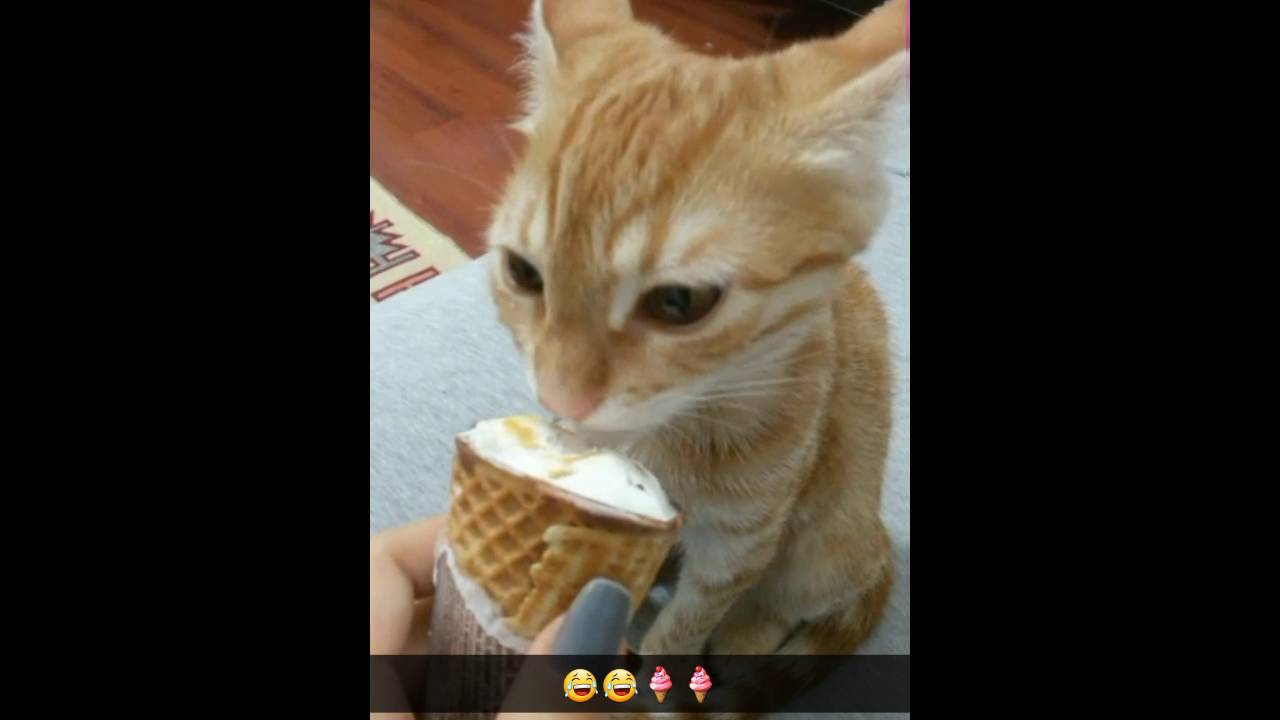 Cat loves ice cream😄 YouTube
