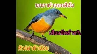 Download Lagu ต้นตำหรับ เสียงนกกาฝากอกสีส้ม MP3 Download Lagu ต้นตำหรับ เสียงนกกาฝากอกสีส้ม MP3