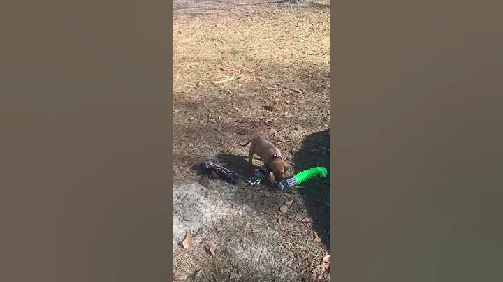 Meet Chewie as a puppy