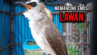 trucukan gacor TARUNG ROPEL PANJANG pancingan trucukan agar bunyi jadikan burung trucuk gacor EMOSI
