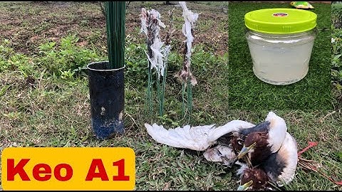 Bẫy cò di cư bằng loại Keo Tốt Nhất/ Anh em tham khảo