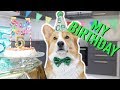 CORGI'S 5th BIRTHDAY PARTY! - Topi the Corgi