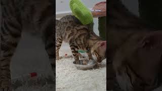 Cute Brown Cat #animals #cute #cat #video #viral #fypシ