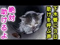 【緊急保護】子猫が下水管に落ちて３日目、体力も限界...手が届かない下水管で緊急レスキュー