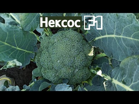 Video: Broccoli sorti päikesekuningas: näpunäiteid päikesekuninga brokkolipeade kasvatamiseks