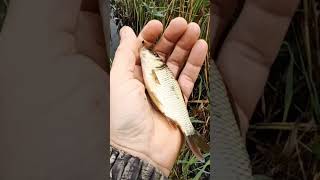 Карпик или сазанчик?#shorts #fishing #весна #кино #карп