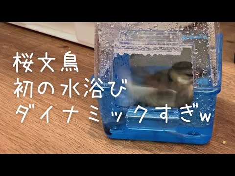 【桜文鳥】初めての水浴びが想像以上にスゴかった・・・ Java sparrow