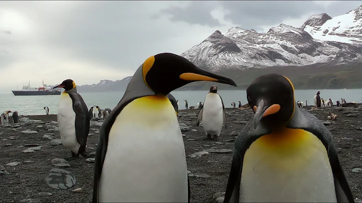 King Penguins, Gold Harbour, South Georgia