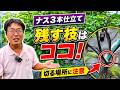 ナスの3本仕立てはこの枝を残します。切る場所を間違えると収穫が遅れます（2026.6.24）
