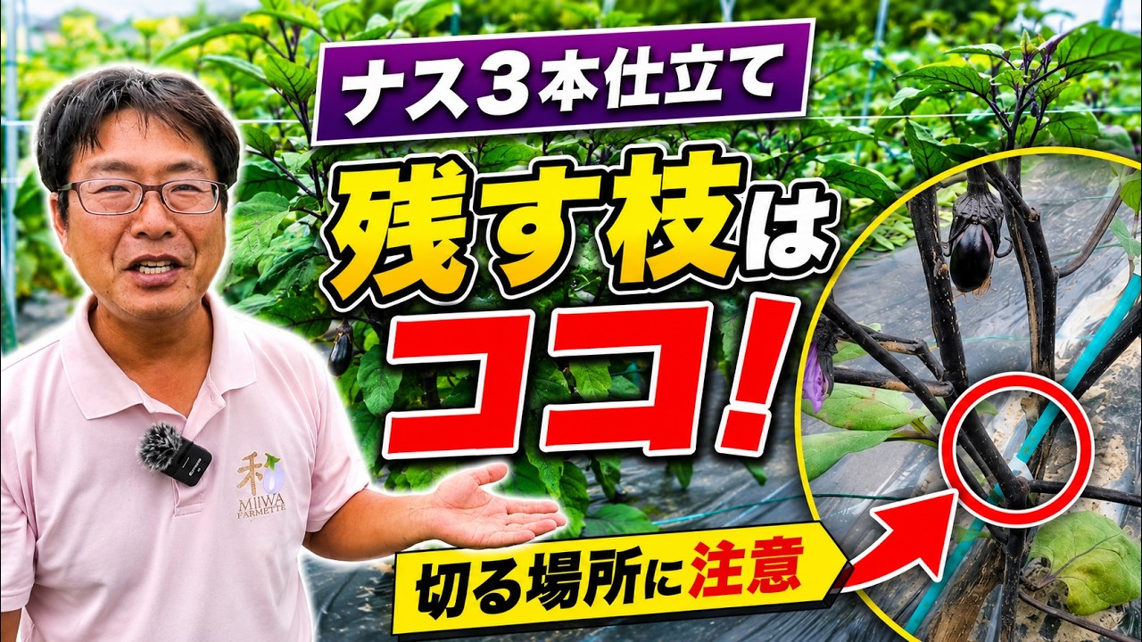 ナスの3本仕立てはこの枝を残します。切る場所を間違えると収穫が遅れます（2026.6.24）