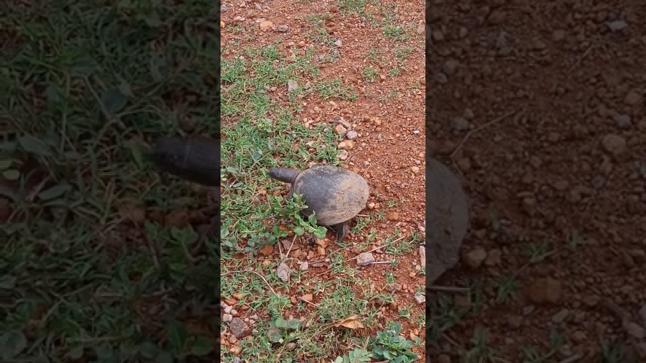 little turtles in village people fun vedio only yeah 