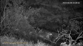 Observing a lioness at night using night-vision, infra-red and thermal cameras Resimi