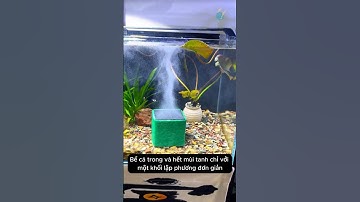 Lọc sạch nước khử mùi tanh cho bể cá với khối than hoạt tính đặc biệt #aquarium #youtubeshorts