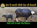 Neeli ravi buffalo for sale in punjab, ਨੀਲੀ ਰਾਵੀ ਦਾ ਨਗੀਨਾ ਵਿਕਾਊ