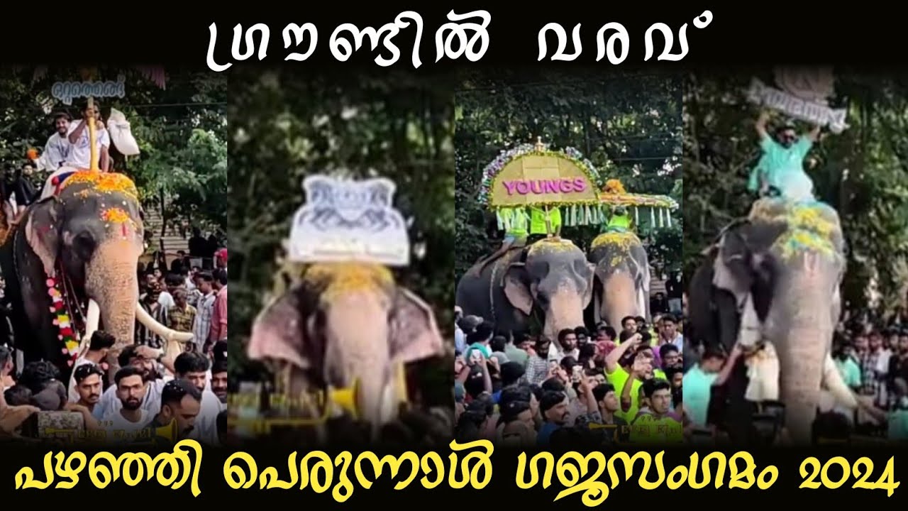 ഗ്രൗണ്ടിൽ വരവ്🔥🔥 പഴഞ്ഞി പെരുന്നാൾ ഗജസംഗമം 2024 🥵pazhanji perunnal gajasagamam 2024