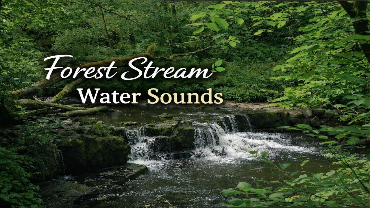 Forest Stream Water Sounds 🌿 Pure Flowing River Ambience