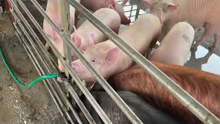 Madhumesh Piggery Farm Dhoni Farm House