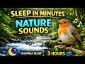 Gentle River Stream &amp; Morning Birds | Deep Sleep Nature Sounds (No Music)
