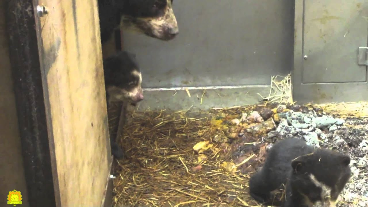 ズーラシア公式 メガネグマ赤ちゃん３か月齢 Youtube