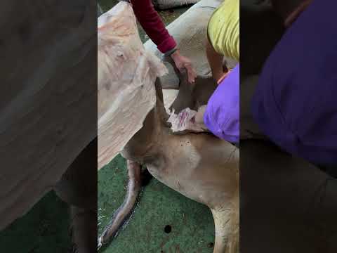 طريقه سليخ جمل AftButchery MeatMaster FreshCuts ButcherLife DryAgedBeef QualityMeat SupportLocal 