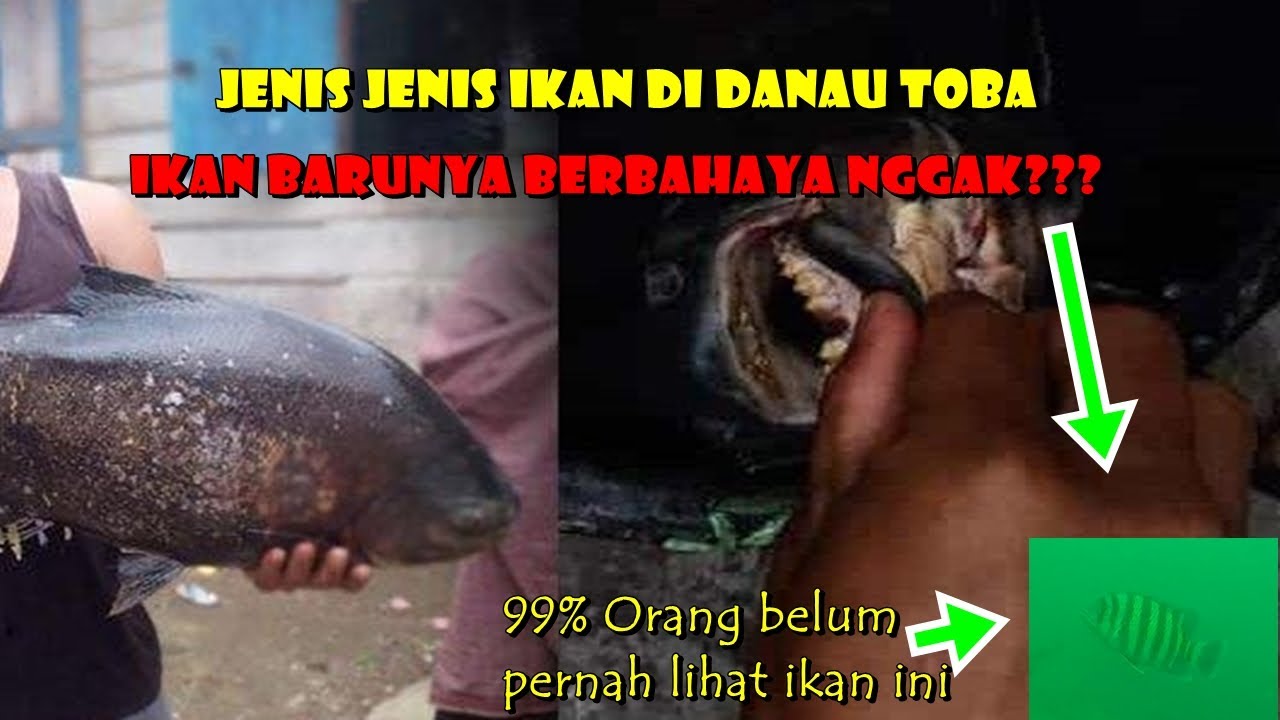 Jenis ikan di danau toba. Ada yang baru, kira2 bahaya nggak. (spearfishing danau toba)