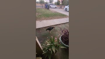 Meyuam qaib hmoob vaj 4-5 hlis