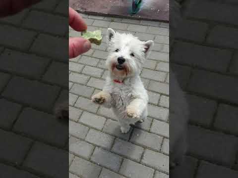 Базука не голодная,