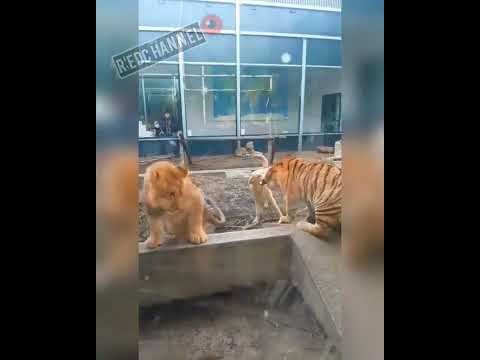 Tigre VS Labrador/ Labrador se enfrenta a un Poderoso Tigre 😱