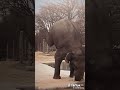 kalah gw Sama gajah😭🗿