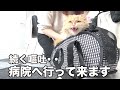 【異変】嘔吐が続き病院へ・・不安と恐怖で激おこです【マンチカン】