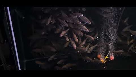 Cá ngựa vây xanh Borneo ( Kalimantan Blue-fin Mahseer ). Tor Tambroides. Kalimantan. Ken Nhi Shop. 