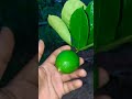 Jeruk lemon 8 butir disisakan 3 butir saja