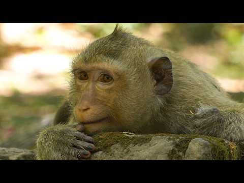 Slow peaceful forest |Monkey Rainbow relaxes quietly on the stone |SHE is gorgeous