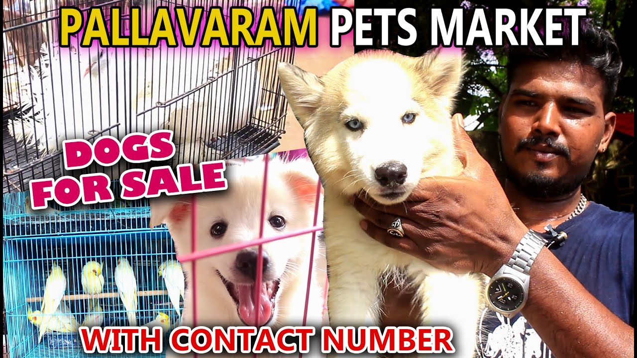 Cheapest Pet Market In Chennai With Contact Number cheapest-pet-market-in-chennai-with-contact-number