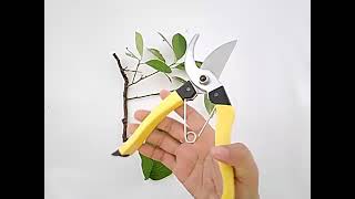 Celebrity Spring Loaded Gardening Scissors- Lazada Wealth