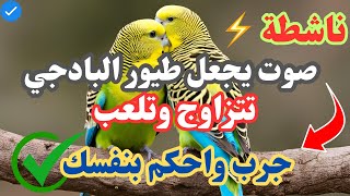 صوت طيور الحب لتحفيزها على التزاوج  & تحفيز البادجي نارر #البادجي #تحفيز #طيور_الحب #parakeet🔥🔥🔥