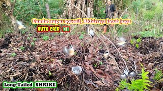 MIKAT BURUNG CENDET AGAR SEMAKIN LANGKA, Long tailed SHRIKE