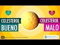 Colesterol bueno y colesterol malo