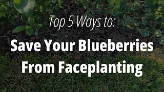 Top 5 Ways to Save Your Blueberries From Faceplanting (Before They Rot)