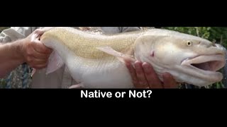 Who’s Really From Here? Arizona’s Fish Lineup