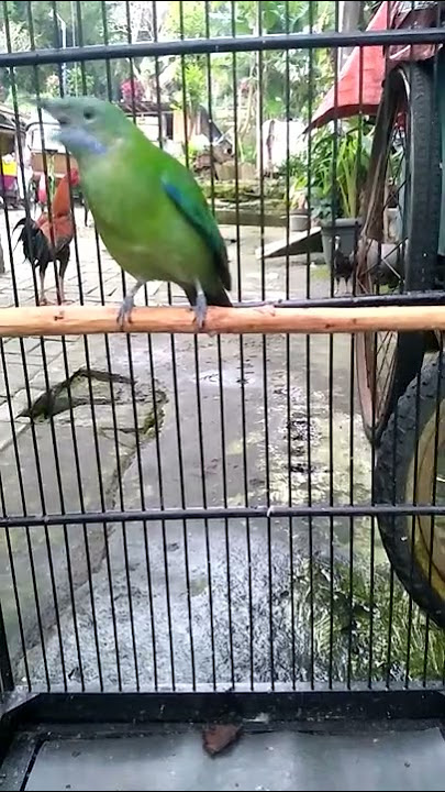 masteran cucak cungkok betina