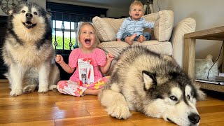 Adorable Kids Brush Their Dog's Teeth! (Cutest Ever!!) by Life with Malamutes 117,649 views 7 days ago 9 minutes, 10 seconds